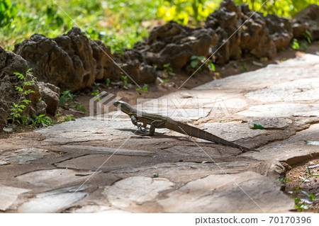 A gray lizard runs over the sidewalk A gray lizard runs over the sidewalk 70170396