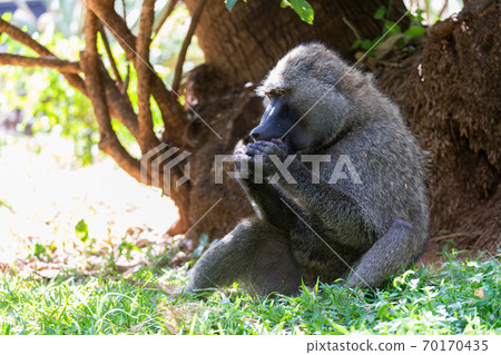 A baboon has found a fruit and eats it 70170435