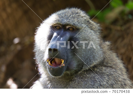 A baboon has found a fruit and eats it 70170438