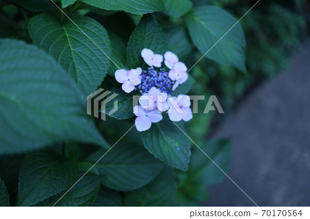 繡球 繡球 70170564