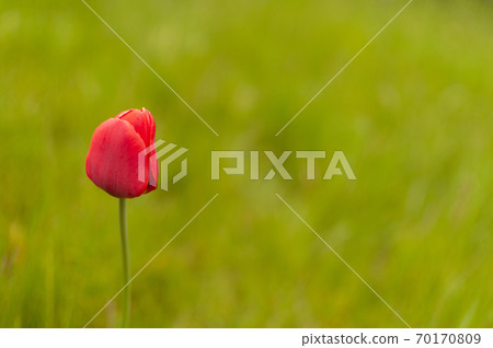 Red Triumph Tulip. Red Triumph Tulip. 70170809