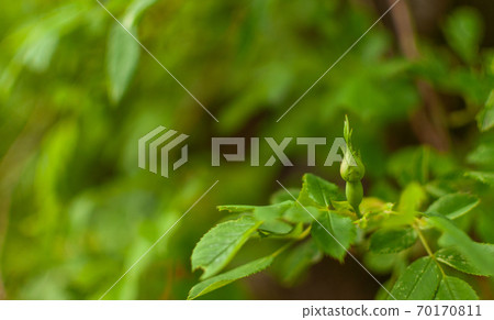 Rugosa Rose bud. Rugosa Rose bud. 70170811