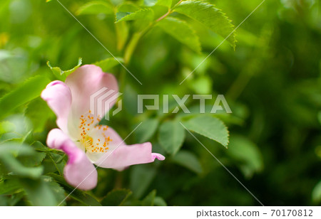 Pink Rugosa Rose. Pink Rugosa Rose. 70170812