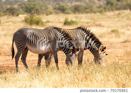 A zebra family is grazing in the savannah of Kenya in Samburu A zebra family is grazing in the savannah of Kenya in Samburu 70170861
