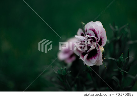 Carnation flower. Carnation flower. 70170892