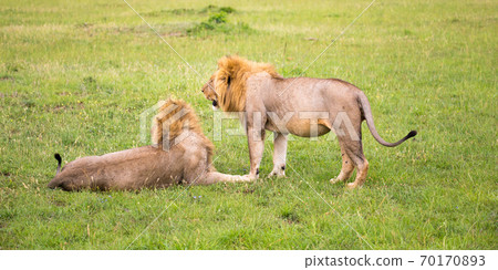 Two big lions show their emotions to each other in the savanna of Kenya 70170893