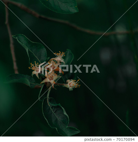 Apple blossom at night. 70170894