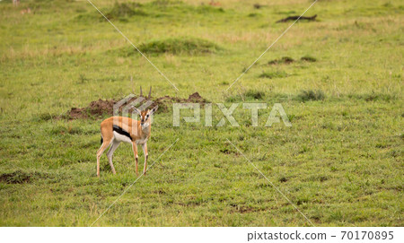 Thomson's Gazelle in the grass landscape of the savannah in Kenya 70170895