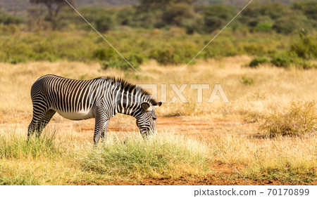 A Grevy Zebra is grazing in the countryside of Samburu in Kenya A Grevy Zebra is grazing in the countryside of Samburu in Kenya 70170899