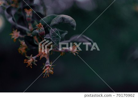 Apple blossom at night. 70170902