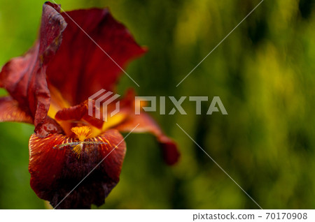 Red-orange Iris. Red-orange Iris. 70170908