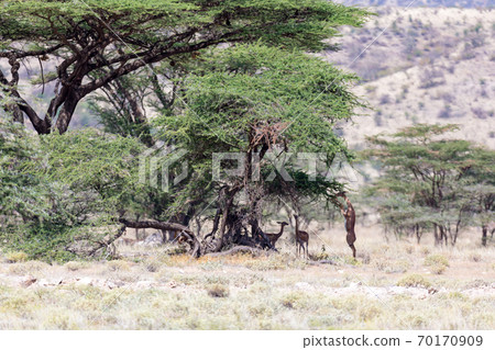 Some gerenuk in the kenyan savanna looking for food Some gerenuk in the kenyan savanna looking for food 70170909