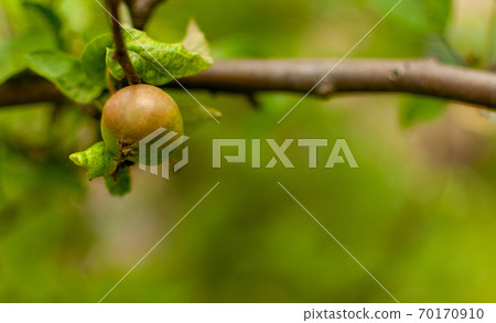 Ripening apple fruit. Ripening apple fruit. 70170910