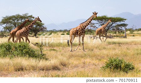 Giraffes in the savannah of Kenya with many trees and bushes in the background Giraffes in the savannah of Kenya with many trees and bushes in the background 70170911