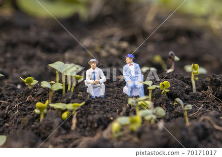 Komatsuna發芽和商人 70171017