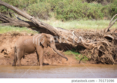 Elephant family on the banks of a river in the middle of the National Park 70171096