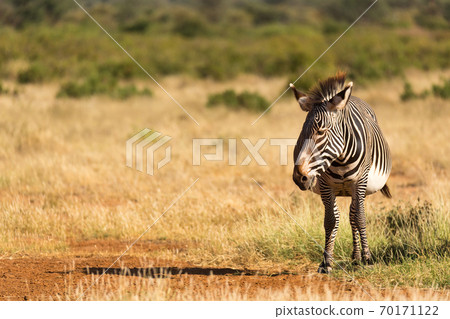 A Grevy Zebra is grazing in the countryside of Samburu in Kenya 70171122