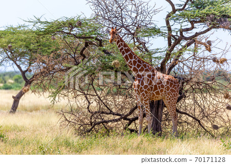 Somalia giraffes eat the leaves of acacia trees 70171128