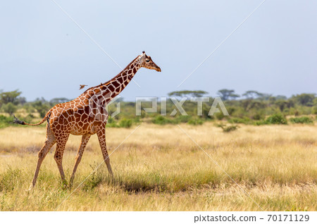 Somalia giraffe goes over a green lush meadow 70171129