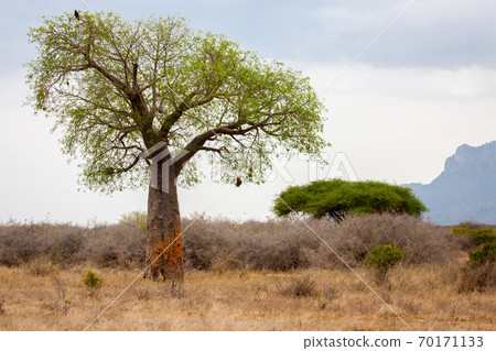 Landscape in Kenya with big baobab Landscape in Kenya with big baobab 70171133