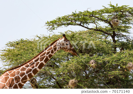 A closeup of a giraffe with many plants in the background A closeup of a giraffe with many plants in the background 70171140