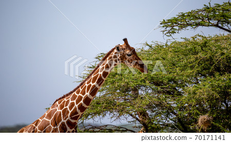 The head of a Somalia giraffe in close-up 70171141