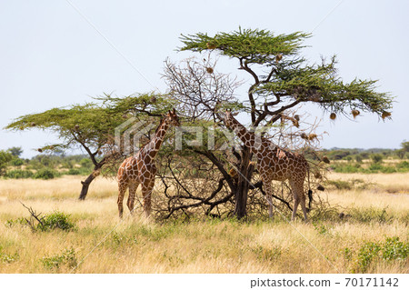 A giraffe group eats the leaves of the acacia trees 70171142