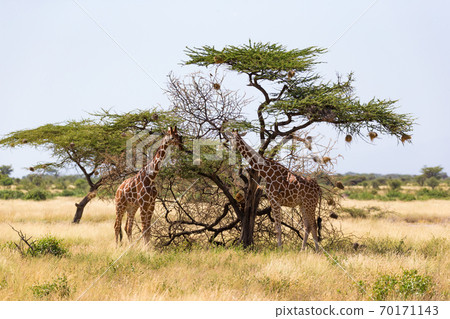 A giraffe group eats the leaves of the acacia trees 70171143