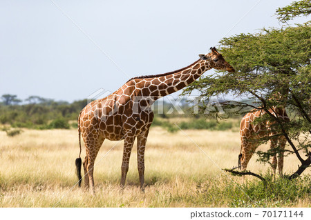 A giraffe group eats the leaves of the acacia trees 70171144