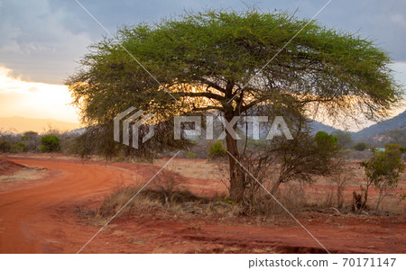 Landscape of Kenya, sundown in the savannah Landscape of Kenya, sundown in the savannah 70171147