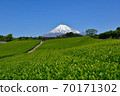 Fuji and fresh green tea fields 70171302