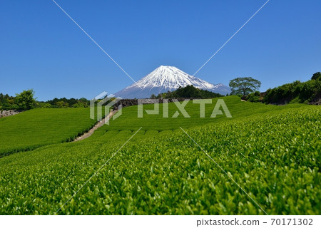 Fuji and fresh green tea fields Fuji and fresh green tea fields 70171302