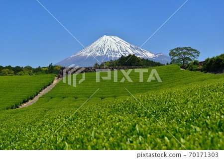 Fuji and fresh green tea fields Fuji and fresh green tea fields 70171303