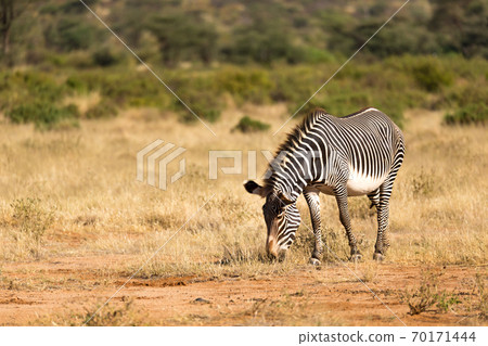A Grevy Zebra is grazing in the countryside of Samburu in Kenya A Grevy Zebra is grazing in the countryside of Samburu in Kenya 70171444