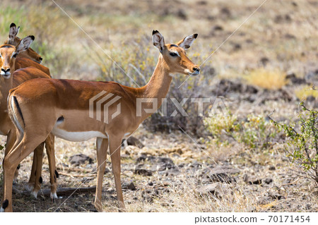 Grant Gazelle grazes in the vastness of the Kenyan savannah Grant Gazelle grazes in the vastness of the Kenyan savannah 70171454