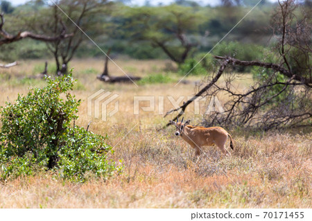 An Oryx family stands in the pasture surrounded by green grass and shrubs An Oryx family stands in the pasture surrounded by green grass and shrubs 70171455