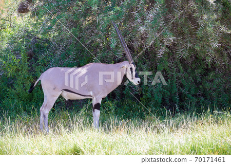 Native species of antelope in the meadow Native species of antelope in the meadow 70171461