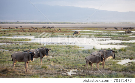 Gnu antelopes standing near the water, on safari in Kenya 70171473
