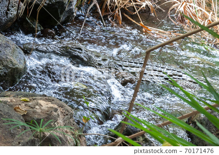 Crocodile in the water of Mzima Springs Kenya Crocodile in the water of Mzima Springs Kenya 70171476