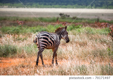 Zebras in the grass landscape of the savannah of Kenya Zebras in the grass landscape of the savannah of Kenya 70171497
