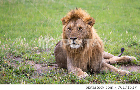 A big lion lies in the grass in the savanna of Kenya 70171517