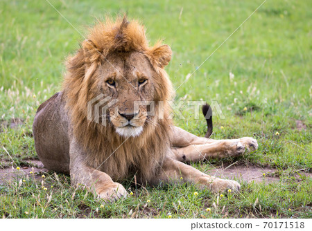 A big lion lies in the grass in the savanna of Kenya A big lion lies in the grass in the savanna of Kenya 70171518