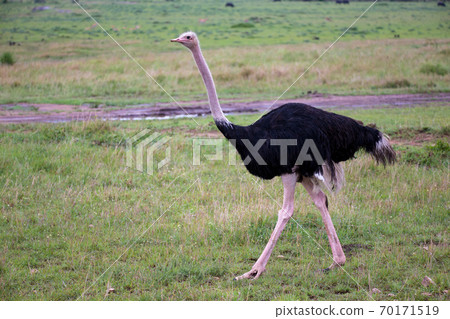 A male Ostrich bird runs through the grass landscape from the savannah in Kenya 70171519