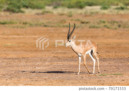 Grant Gazelle in the savannah of Kenya Grant Gazelle in the savannah of Kenya 70171533