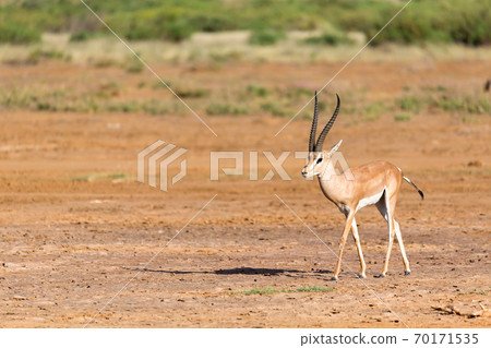 Grant Gazelle in the savannah of Kenya Grant Gazelle in the savannah of Kenya 70171535