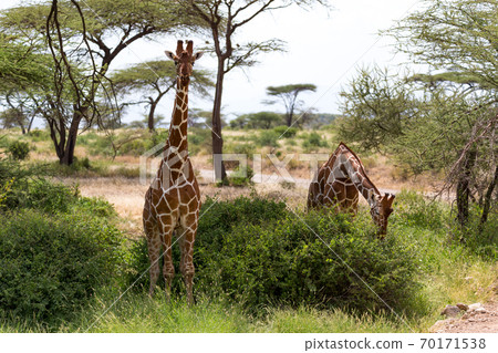 A giraffe group eats the leaves of the acacia trees A giraffe group eats the leaves of the acacia trees 70171538