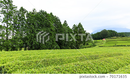 Famous spots for tea plantations and Mt. Fuji Rainy season at Obuchi Sasaba, Fuji City, Shizuoka Prefecture 70171635