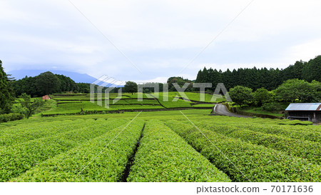Famous spots for tea plantations and Mt. Fuji Rainy season at Obuchi Sasaba, Fuji City, Shizuoka Prefecture 70171636