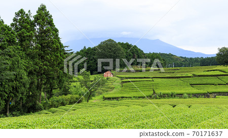 Famous spots for tea plantations and Mt. Fuji Rainy season at Obuchi Sasaba, Fuji City, Shizuoka Prefecture 70171637