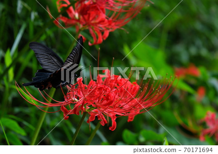 Clown whippers sucking cloud flower nectar 70171694